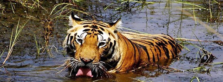 991/Clarks Inn Corbett Resort & Spa - Jim Corbett National Park 10.jpg